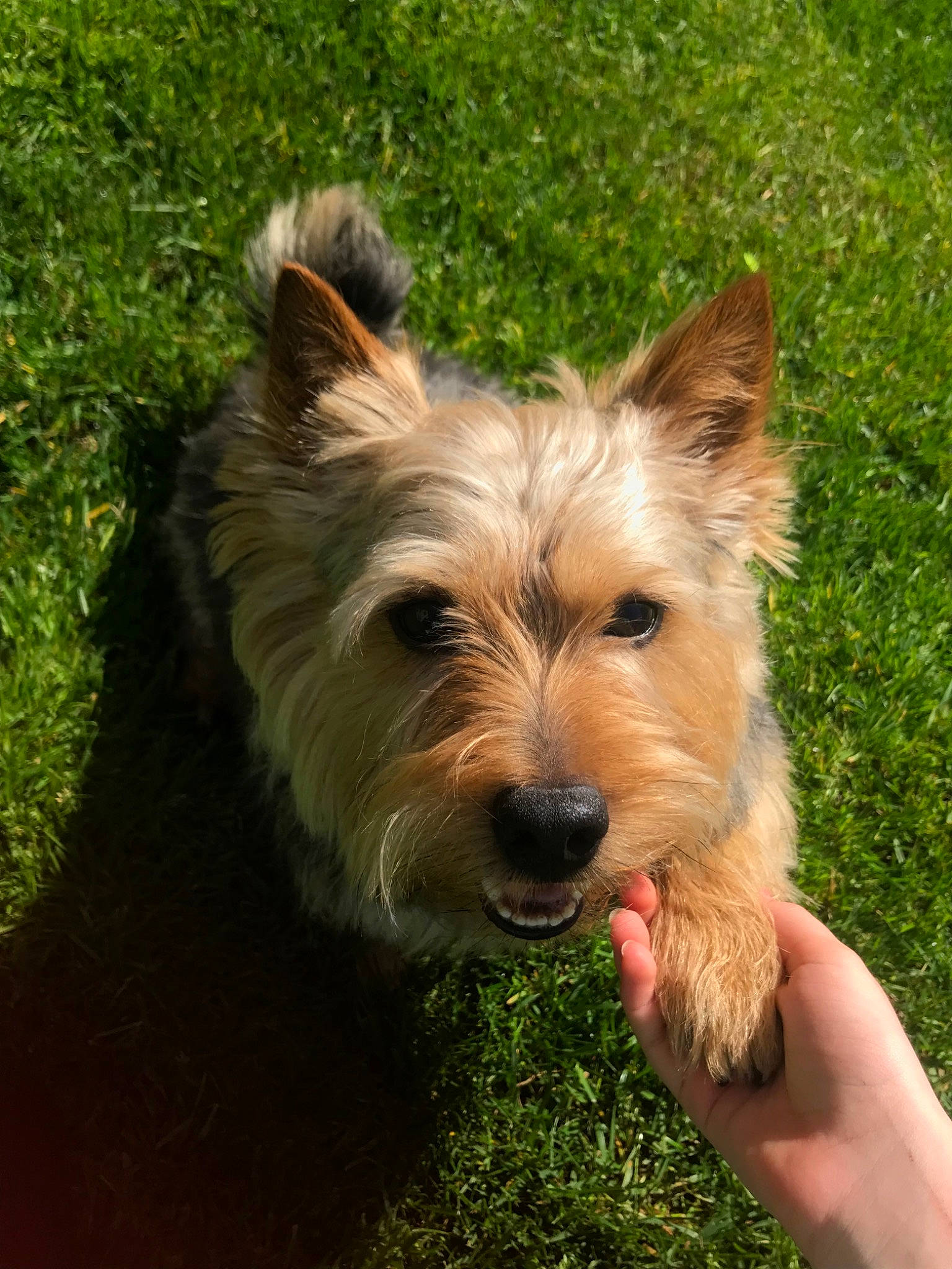 Dillon joined the competition — help win amazing prizes! australian_silky_terrier, australian_terrier, basque_shepherd_dog, berger_picard, biewer_terrier, cairn_terrier, canidae, carnivore, companion_dog, dog, dog_breed, glen_of_imaal_terrier, mammal, norfolk_terrier, norwich_terrier, rare_breed_dog, small_terrier, terrier, vertebrate, yorkshire_terrier