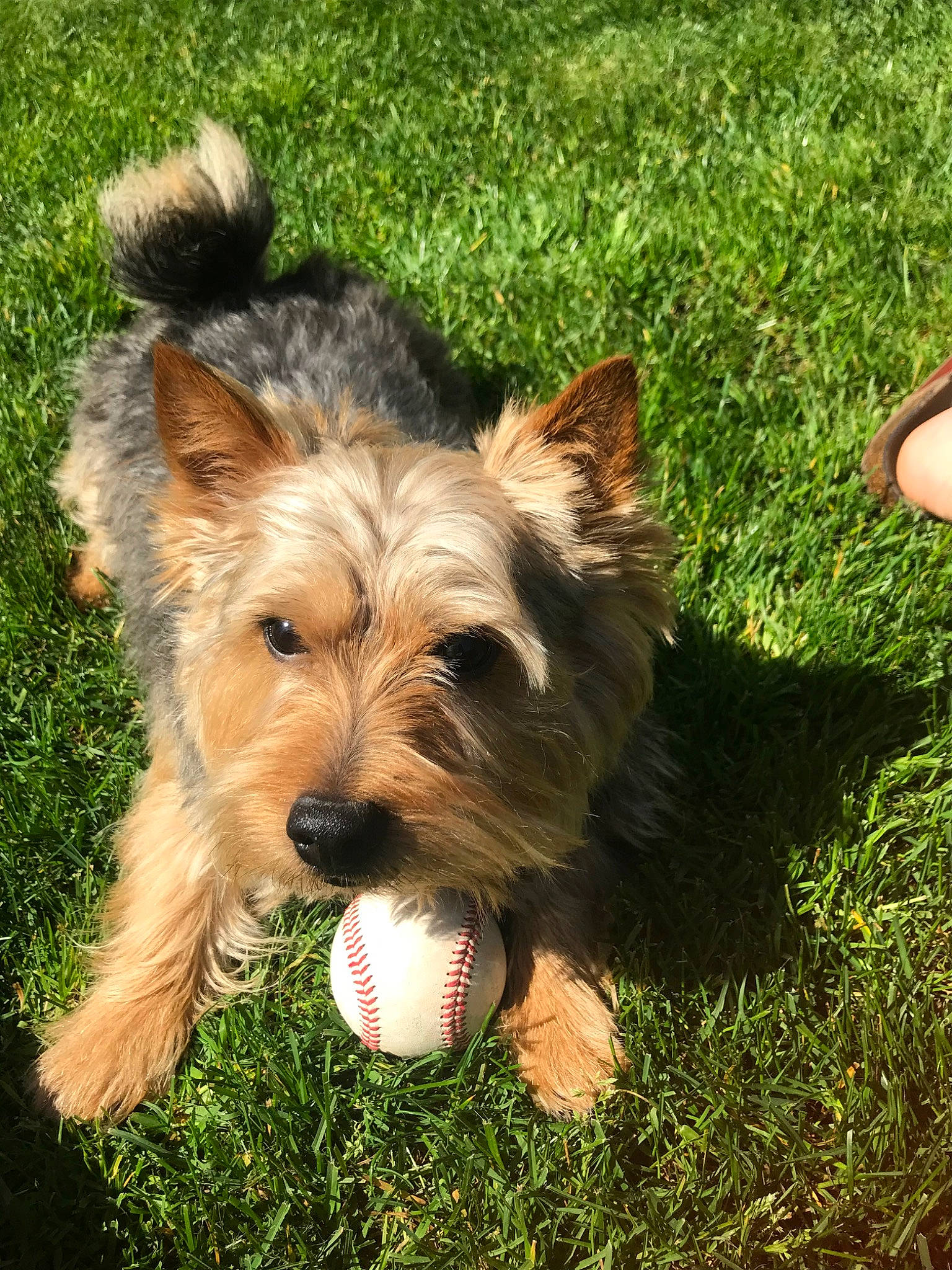 Dillon is registered to the contest to win money with this photo: australian_silky_terrier, australian_terrier, biewer_terrier, bosnian_coarse_haired_hound, cairn_terrier, canidae, carnivore, companion_dog, dog, dog_breed, glen_of_imaal_terrier, mammal, norwich_terrier, rare_breed_dog, small_terrier, snout, sporting_lucas_terrier, terrier, vertebrate, yorkshire_terrier