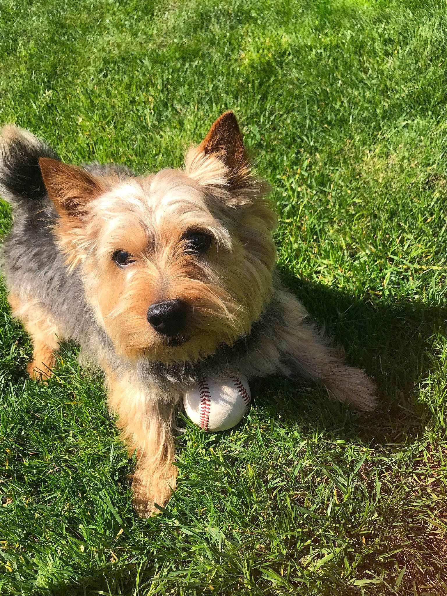 Dillon joined the competition — help win amazing prizes! australian_silky_terrier, australian_terrier, berger_picard, biewer_terrier, bosnian_coarse_haired_hound, cairn_terrier, canidae, carnivore, companion_dog, dog, dog_breed, glen_of_imaal_terrier, grass, mammal, norwich_terrier, small_terrier, sporting_lucas_terrier, terrier, vertebrate, yorkshire_terrier