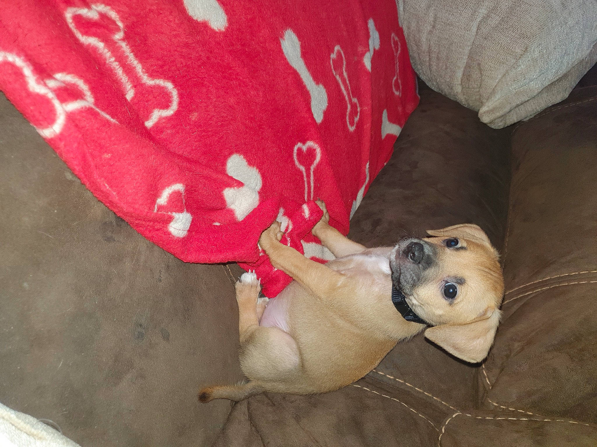 Fury is registered to the contest to win money with this photo: canidae, carmine, carnivore, comfort, companion_dog, dog, dog_breed, dog_supply, fawn, human_leg, linens, magenta, non_sporting_group, pattern, paw, pillow, snout, sporting_group, thigh