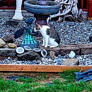 Penelope is registered to the contest to win money with this photo: animal, cat, closeup, curious, daylight, decor, fairy_statue, garden, grass, nature, outdoor, pebbles, pet, quiet, sitting, small_animal, statue, stones, tabby_cat, wood