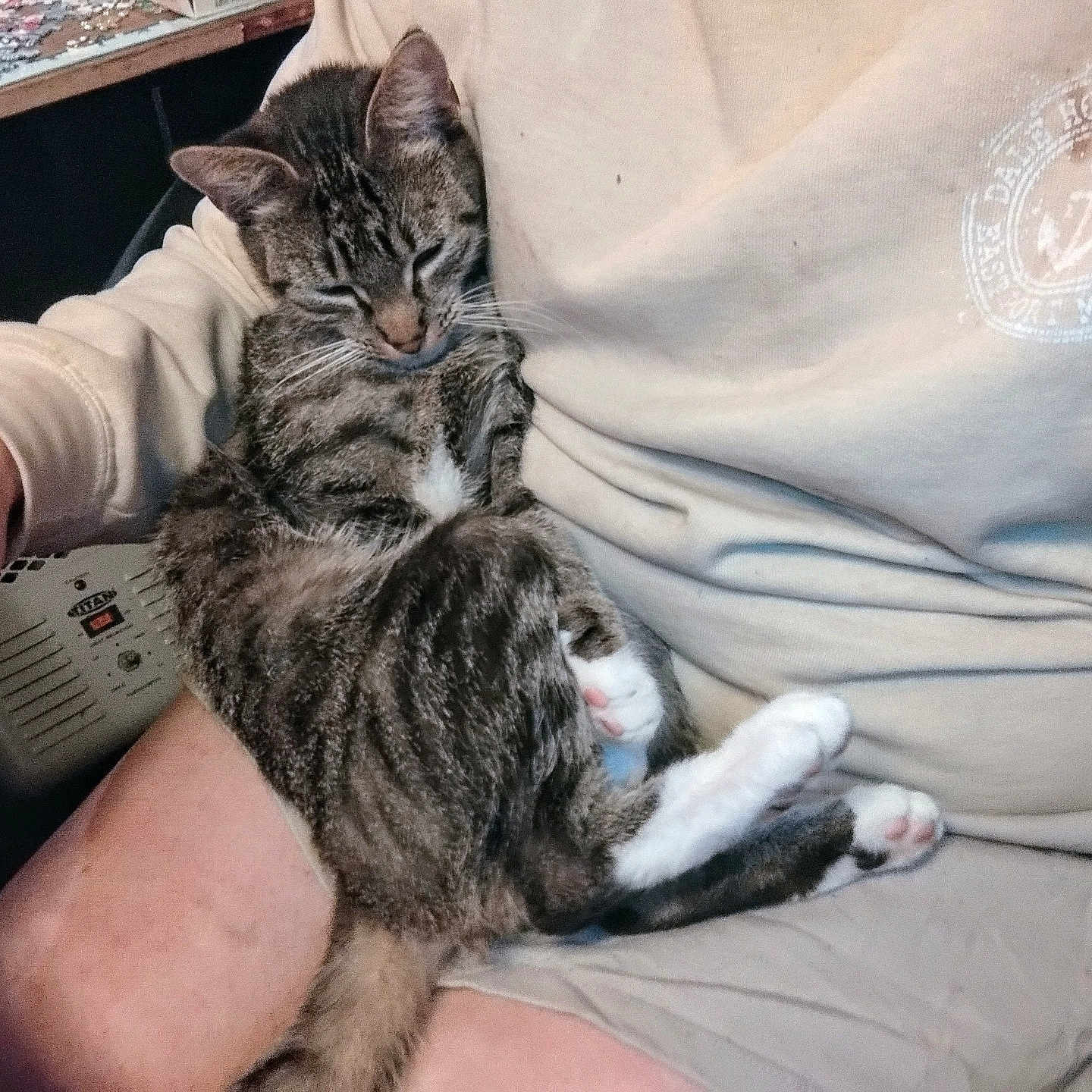 Pinda is registered to the contest to win money with this photo: animal, casual_clothing, cat, comfortable, cozy, domestic_animal, feline, hand, human, indoor, lap, person, pet, relaxation, resting, seated, sleeping, striped_fur, tabby_cat, white_paws