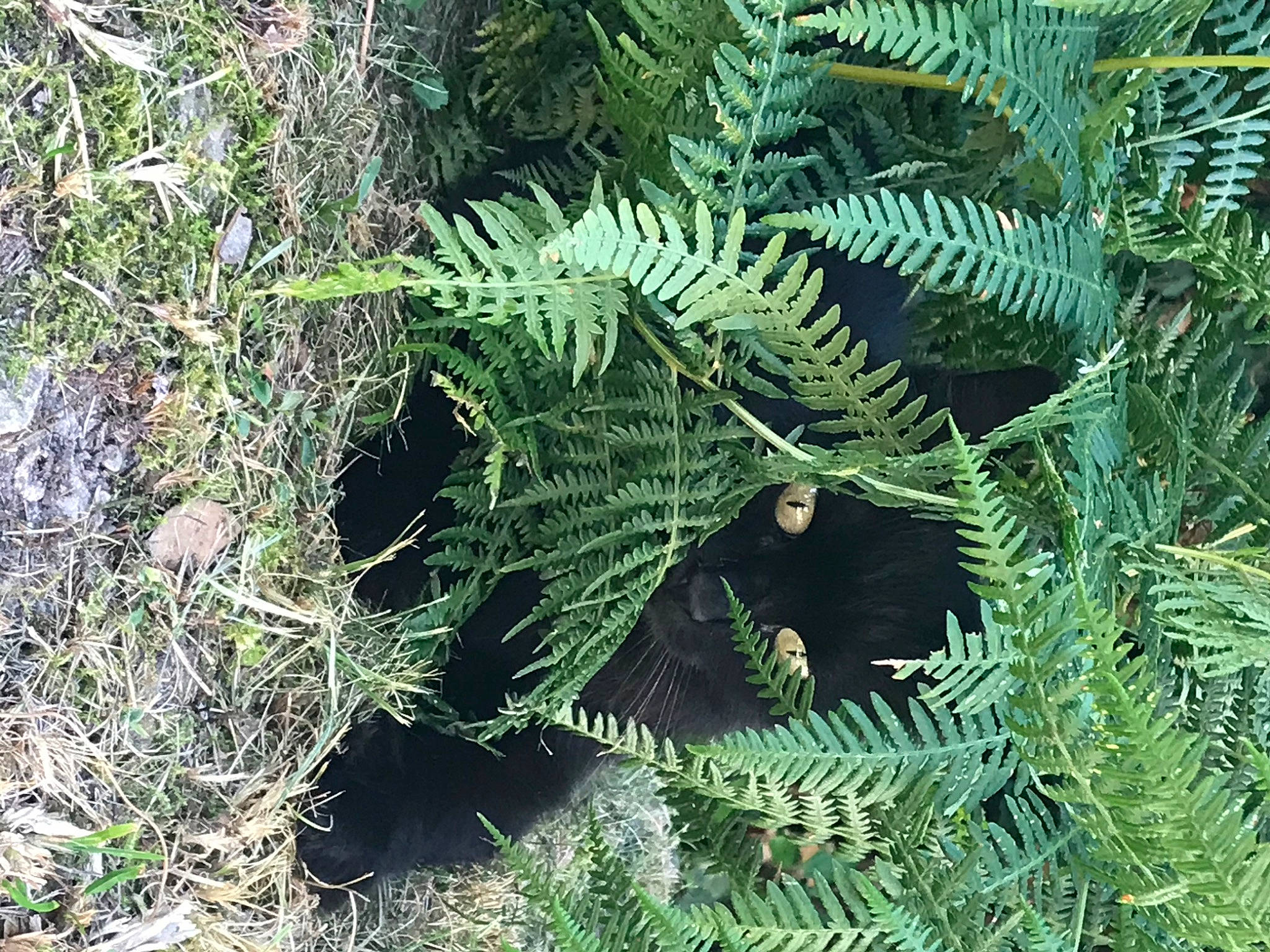 Luna participe au concours pour gagner de l'argent avec cette photo : adaptation, branch, conifer, evergreen, ferns_and_horsetails, forest, grass, groundcover, jungle, natural_environment, organism, ostrich_fern, plant, spruce_fir_forest, subshrub, temperate_broadleaf_and_mixed_forest, terrestrial_plant, tree, twig, woody_plant