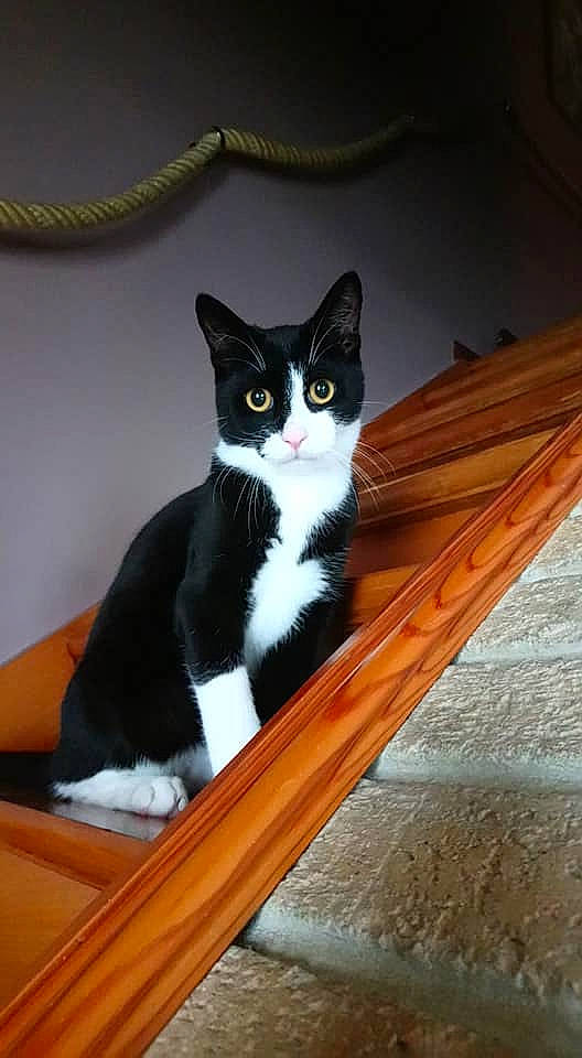 Chéridan participe au concours pour gagner de l'argent avec cette photo : aegean_cat, american_wirehair, black_and_white, black_cat, carnivore, cat, domestic_short_haired_cat, eye, felidae, kitten, mammal, norwegian_forest_cat, polydactyl_cat, small_to_medium_sized_cats, tail, whiskers