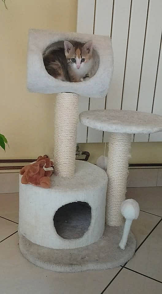 Rubis participe au concours pour gagner de l'argent avec cette photo : carnivore, cat, cat_bed, cat_furniture, cat_supply, felidae, kitten, pet_supply, small_to_medium_sized_cats, tail, toilet_paper, whiskers