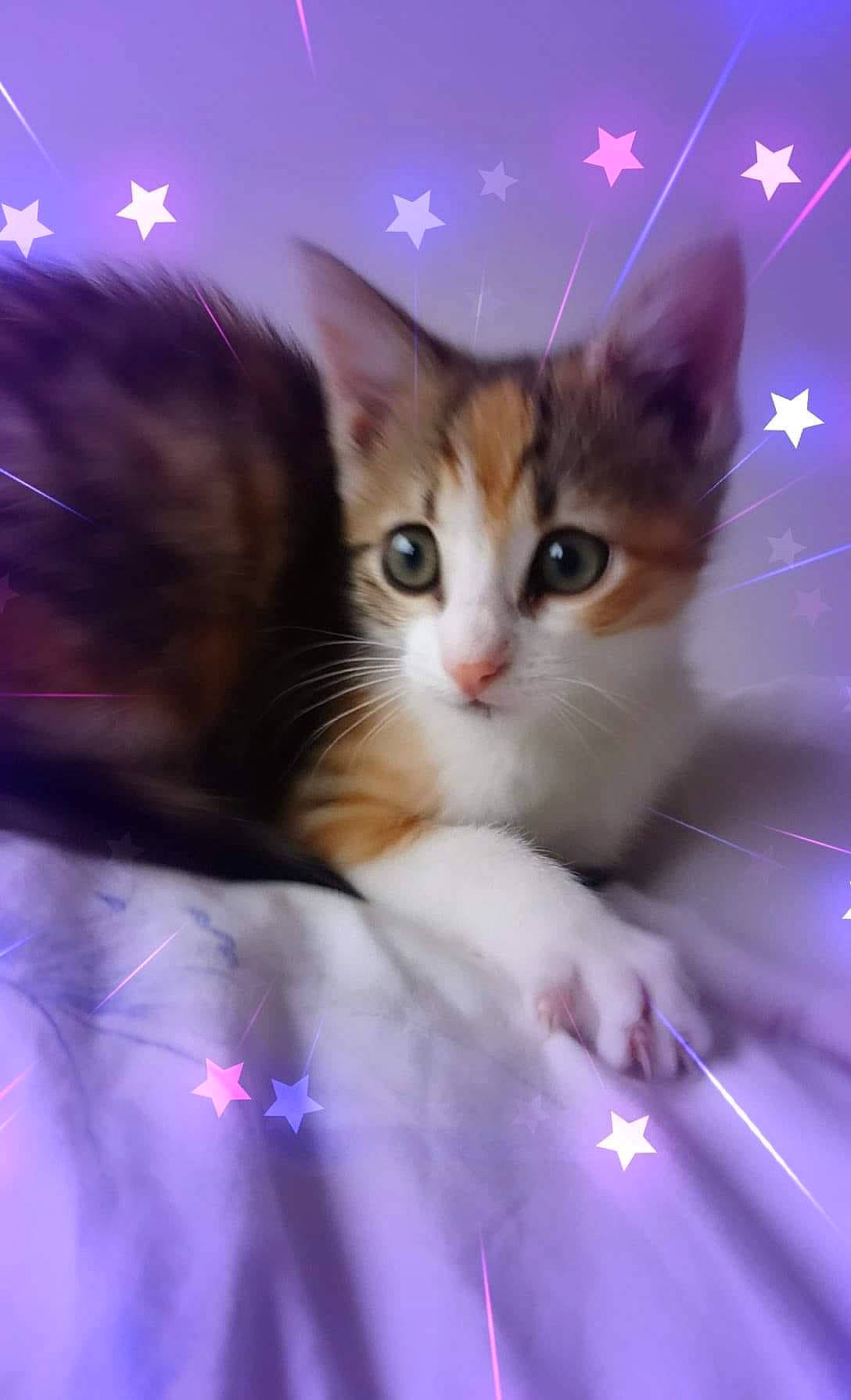 Rubis a rejoint le concours — aidez-le/la à gagner de superbes lots ! aegean_cat, american_wirehair, carnivore, cat, domestic_short_haired_cat, felidae, kitten, norwegian_forest_cat, ojos_azules, ragamuffin, small_to_medium_sized_cats, whiskers