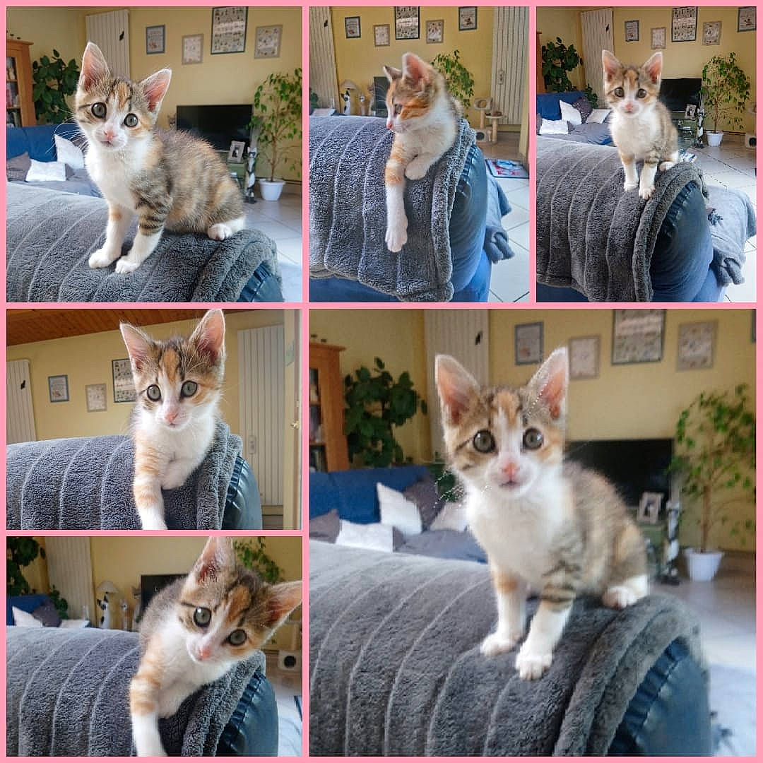 Rubis participe au concours pour gagner de l'argent avec cette photo : aegean_cat, american_wirehair, asian, canidae, carnivore, cat, domestic_short_haired_cat, european_shorthair, fawn, felidae, kitten, mammal, photo_caption, polydactyl_cat, small_to_medium_sized_cats, turkish_angora, vertebrate, whiskers