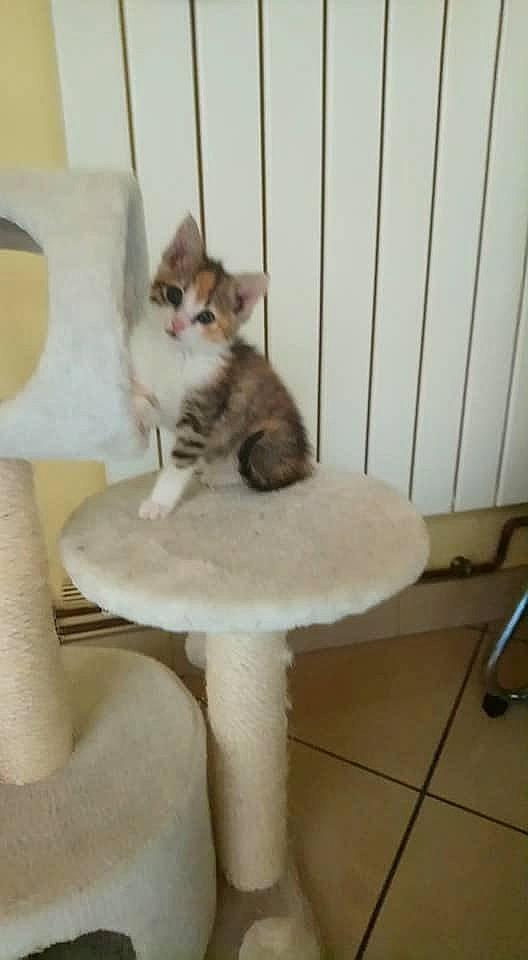 Rubis a rejoint le concours — aidez-le/la à gagner de superbes lots ! aegean_cat, asian, carnivore, cat, domestic_short_haired_cat, european_shorthair, fawn, felidae, kitten, mammal, ojos_azules, polydactyl_cat, singapura, small_to_medium_sized_cats, tail, turkish_van, whiskers