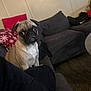 pug, dog, pet, couch, living_room, indoor, furniture, carpet, pillow, red_pillow, black_pillow, wall, door, seated, cute, animal, domestic_animal, canine, mammal, companion