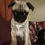 pug, puppy, dog, pet, indoor, couch, blanket, curtains, fur, animal, young, cute, expression, portrait, looking_away, home, cozy, companion, small_dog, face