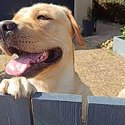 Vin'S participe au concours pour gagner de l'argent avec cette photo : dog, golden_retriever, pet, outdoor, fence, tongue_out, sunlight, happy, canine, paw, yard, smile, nature, closeup, animal, domestic_animal, playful, wood, daylight, house