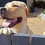 dog, golden_retriever, pet, outdoor, fence, tongue_out, sunlight, happy, canine, paw, yard, smile, nature, closeup, animal, domestic_animal, playful, wood, daylight, house