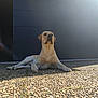 Vin'S a rejoint le concours — aidez-le/la à gagner de superbes lots ! dog, labrador, yellow_labrador, outdoor, sunlight, pebble_stone, driveway, garage_door, pet, animal, canine, relaxing, sunny_day, calm, lying_down, front_paws, shadow, daylight, domestic_animal, quiet