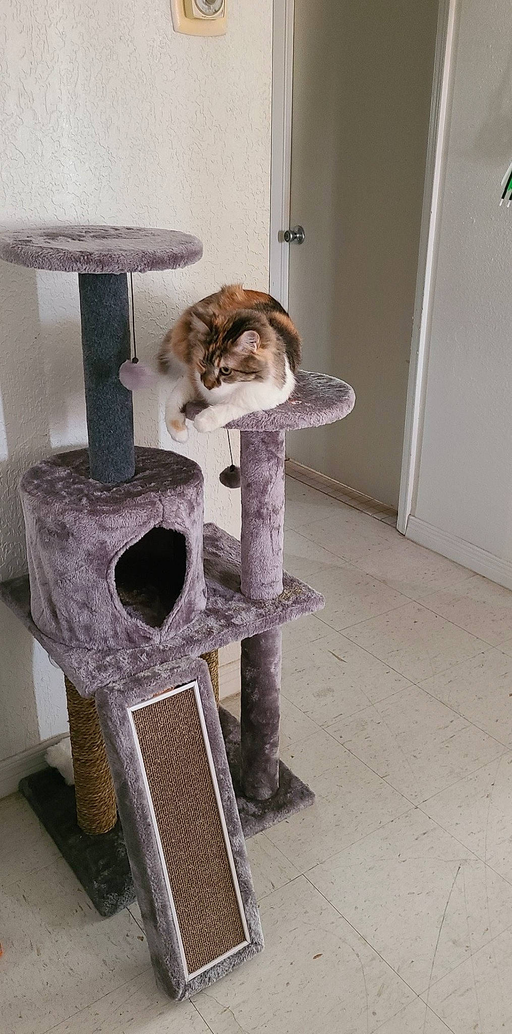 Jolene is registered to the contest to win money with this photo: animal_shelter, art, carnivore, cat, cat_furniture, cat_supply, companion_dog, domestic_short_haired_cat, door, felidae, flooring, fur, gas, pet_supply, room, small_to_medium_sized_cats, tail, terrestrial_animal, whiskers, wood