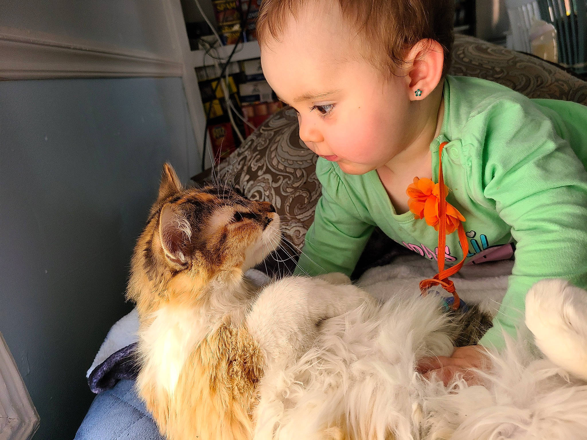 Jolene is registered to the contest to win money with this photo: baby, carnivore, cat, child, comfort, companion_dog, dog_breed, ear, fawn, felidae, fur, happy, lap, mammal, small_to_medium_sized_cats, snout, sporting_group, toddler, vertebrate, whiskers