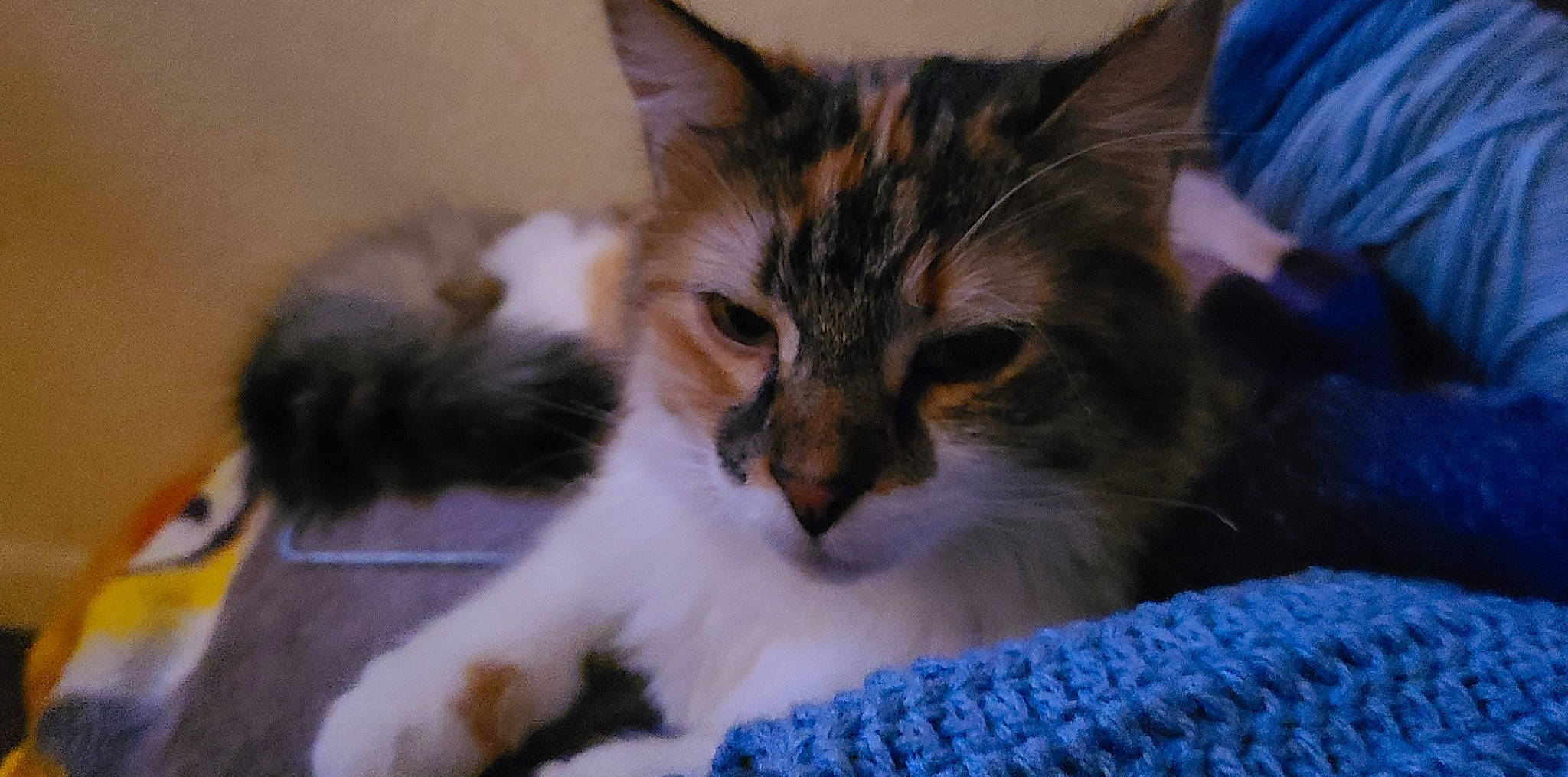 Jolene joined the competition — help win amazing prizes! carnivore, cat, claw, comfort, domestic_short_haired_cat, felidae, fur, paw, small_to_medium_sized_cats, snout, whiskers