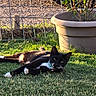 cat, black_and_white, grass, outdoor, sunlight, collar, plant_pot, fence, pet, animal, relaxed, nature, greenery, daylight, mammal, lying_down, whiskers, ears, garden, domestic_cat