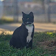 Olive is registered to the contest to win money with this photo: cat, black_and_white, grass, outdoor, pet, animal, feline, collar, nature, daylight, sitting, fur, whiskers, greenery, domestic_animal, portrait, quiet, curious, garden, sunlight
