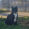 cat, black_and_white, grass, outdoor, pet, animal, feline, collar, nature, daylight, sitting, fur, whiskers, greenery, domestic_animal, portrait, quiet, curious, garden, sunlight
