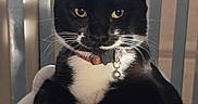Olive is registered to the contest to win money with this photo: cat, tuxedo_cat, black_and_white, yellow_eyes, collar, bell, table, blue_cloth, paws, chair, indoor, pet, feline, whiskers, fur, domestic_animal, resting, looking, closeup, cute