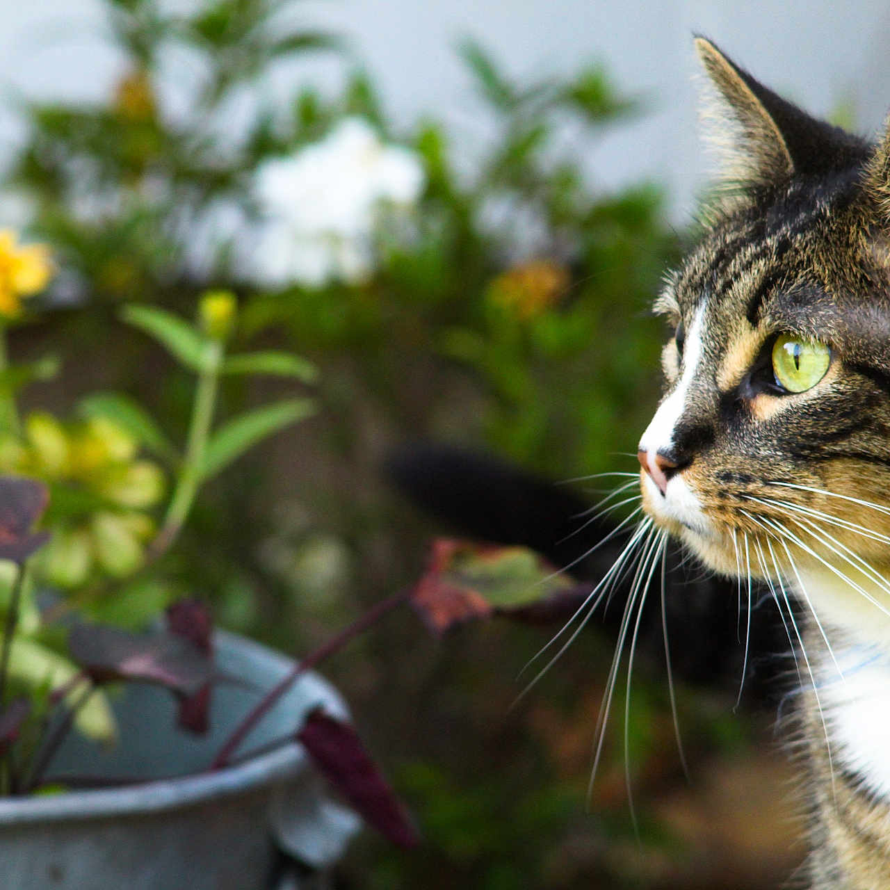 Boots is registered to the contest to win money with this photo: animal, cat, close_up, collar, colorful, curious, domestic_cat, feline, flora, flower_pot, garden, green_eyes, nature, outdoor, pet, plants, profile, soft_background, tabby, whiskers