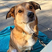 Melo is registered to the contest to win money with this photo: black_nose, blanket, brown_dog, brown_fur, canine, close_up, collar, dog, facial_expression, floppy_ears, leash, outdoor, patio, pet, portrait, sitting, sunlight, turquoise_blanket, white_chest, white_fur
