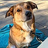 black_nose, blanket, brown_dog, brown_fur, canine, close_up, collar, dog, facial_expression, floppy_ears, leash, outdoor, patio, pet, portrait, sitting, sunlight, turquoise_blanket, white_chest, white_fur