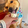 Melo joined the competition — help win amazing prizes! animal, blue_bandana, brown_fur, canine, close_up, cute, dessert, dog, eyes, face, floppy_ears, frozen_yogurt, funny, hand, ice_cream, indoor, nose, pet, tongue, wooden_background