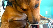 Melo joined the competition — help win amazing prizes! animal, brown_dog, brown_fur, close_up, collar, curious, dog, feeding, floppy_ears, food_bowl, harness, indoors, metal_bowl, nose, pet, photobomber, portrait, puppy, reflective_table, turquoise_background