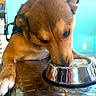 animal, brown_dog, brown_fur, close_up, collar, curious, dog, feeding, floppy_ears, food_bowl, harness, indoors, metal_bowl, nose, pet, photobomber, portrait, puppy, reflective_table, turquoise_background