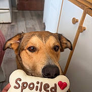 Melo is registered to the contest to win money with this photo: adorable, animal, bone, brown, cabinet, canine, closeup, cute, dog, domestic, ears, floor, food, hand, indoor, kitchen, looking, pet, snout, treat