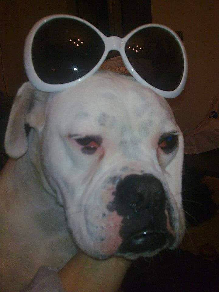 Faust a rejoint le concours — aidez-le/la à gagner de superbes lots ! canidae, carnivore, companion_dog, dog, dog_breed, ear, eyewear, fawn, fur, glasses, goggles, jaw, non_sporting_group, snout, sporting_group, sunglasses, terrestrial_animal, vision_care, whiskers, working_animal