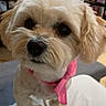 Rhea is registered to the contest to win money with this photo: dog, small_dog, fluffy, white_fur, pink_bow, pet, animal, portrait, close_up, indoors, bed, bedroom, cute, looking_at_camera, standing, long_ears, black_nose, dark_eyes, shelving, decorations
