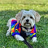 Rhea is registered to the contest to win money with this photo: dog, pet, small_dog, fluffy, white_fur, outdoor, grass, rainbow_jacket, colorful_clothing, leash, collar, harness, lying_down, sitting, portrait, animal, garden, daylight, centered_subject, cute