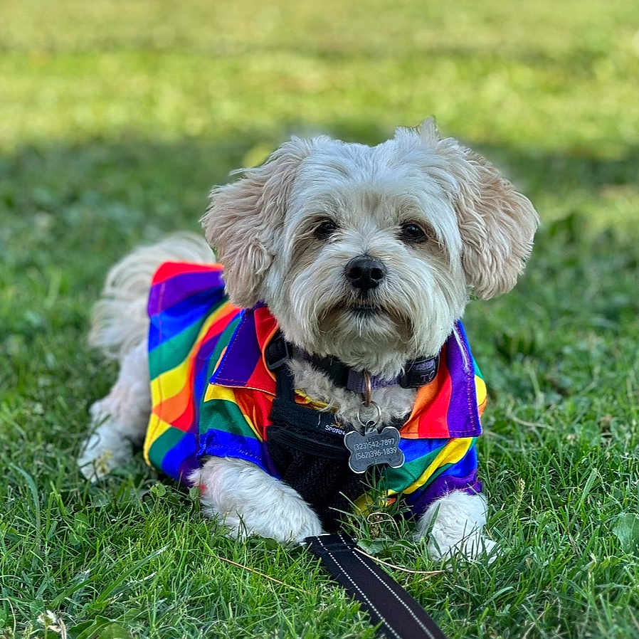 Rhea is registered to the contest to win money with this photo: dog, pet, small_dog, fluffy, white_fur, outdoor, grass, rainbow_jacket, colorful_clothing, leash, collar, harness, lying_down, sitting, portrait, animal, garden, daylight, centered_subject, cute