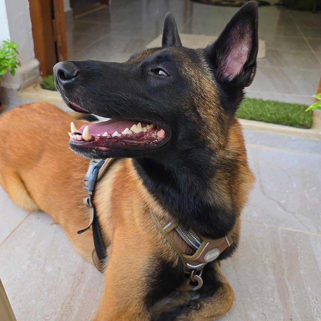 Lufy participe au concours pour gagner de l'argent avec cette photo : animal, belgian_malinois, canine, collar, dog, domestic, doorway, ears_up, floor, furniture, happy, home, houseplant, indoor, lying_down, muzzle, pet, relaxed, smiling, tile