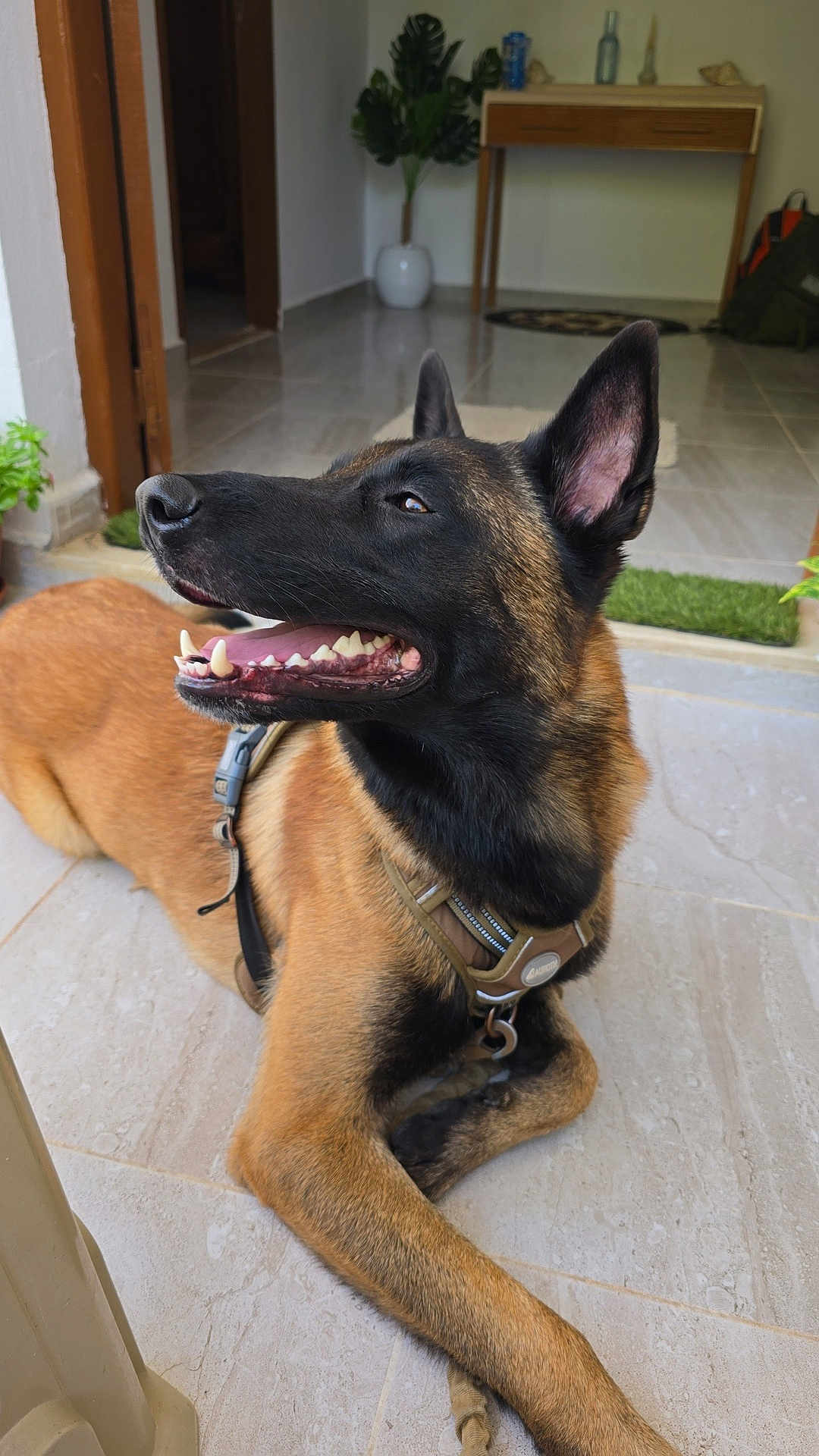 Lufy participe au concours pour gagner de l'argent avec cette photo : animal, belgian_malinois, canine, collar, dog, domestic, doorway, ears_up, floor, furniture, happy, home, houseplant, indoor, lying_down, muzzle, pet, relaxed, smiling, tile