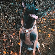 Lufy a rejoint le concours — aidez-le/la à gagner de superbes lots ! alert, animal, autumn, background_foliage, brown_harness, canine, daylight, dog, ears_up, furry, grass, happy, leaves, muzzle, nature, outdoor, pet, sitting, snout, tongue_out