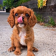 Gaston a rejoint le concours — aidez-le/la à gagner de superbes lots ! puppy, dog, brown, cute, tongue, sitting, outdoor, concrete, plants, greenery, wood, young_dog, fluffy, pet, animal, small, adorable, fur, ears, nose