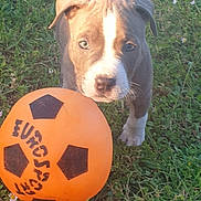 Aïko participe au concours pour gagner de l'argent avec cette photo : puppy, dog, grass, orange_ball, soccer_ball, outdoor, pet, animal, cute, young, playful, greenery, fur, ears, nose, eyes, white_markings, closeup, nature, daylight