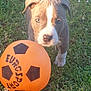 puppy, dog, grass, orange_ball, soccer_ball, outdoor, pet, animal, cute, young, playful, greenery, fur, ears, nose, eyes, white_markings, closeup, nature, daylight