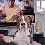 Aïko participe au concours pour gagner de l'argent avec cette photo : dog, pet, animal, brown_and_white, face, paw, television, man, glasses, expression, living_room, lamp, window, furniture, couch, indoor, house, table, cord, surprise