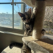 Benji joined the competition — help win amazing prizes! cat, kitten, tabby, pet, animal, feline, sitting, standing, portrait, face, eyes, ears, whiskers, striped_fur, cat_tree, scratching_post, window, sunlight, indoors, cozy