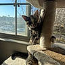 cat, kitten, tabby, pet, animal, feline, sitting, standing, portrait, face, eyes, ears, whiskers, striped_fur, cat_tree, scratching_post, window, sunlight, indoors, cozy