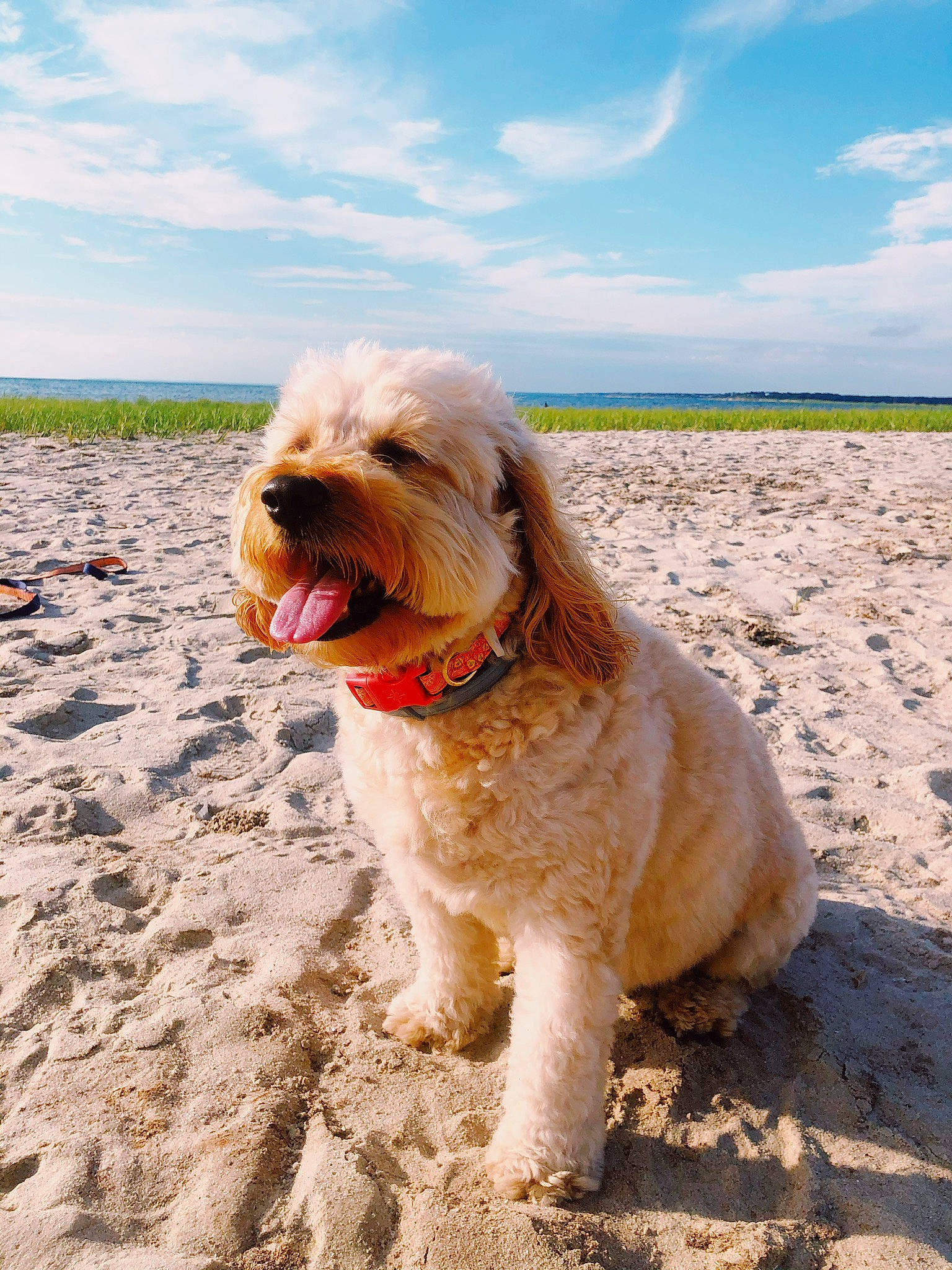 Bella joined the competition — help win amazing prizes! beach, canidae, carnivore, companion_dog, cumulus, dog, dog_breed, dog_supply, ecoregion, horizon, hunting_dog, mammal, plain, sand, soil, sporting_group, terrier, tongue, water_dog, working_animal