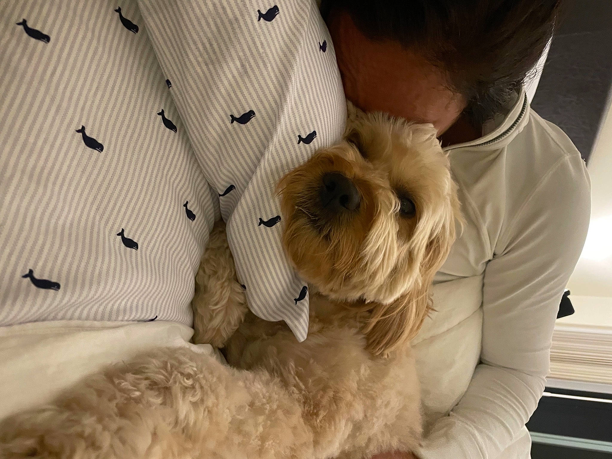 Bella joined the competition — help win amazing prizes! canidae, carnivore, companion_dog, dog, dog_breed, fur, labradoodle, maltepoo, non_sporting_group, poodle_crossbreed, small_terrier, sporting_group, stuffed_toy, terrier, toy_dog, water_dog, working_animal