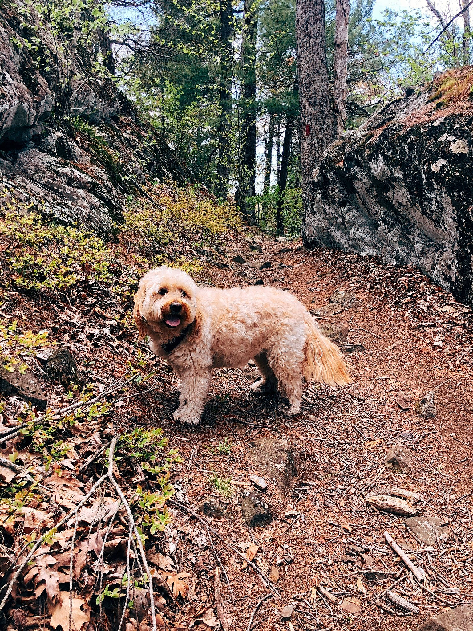 Bella joined the competition — help win amazing prizes! autumn, canidae, carnivore, companion_dog, dog, dog_breed, fawn, liver, maltepoo, mammal, non_sporting_group, small_terrier, soil, sporting_group, terrier, toy_dog, trunk, water_dog, woodland, working_animal