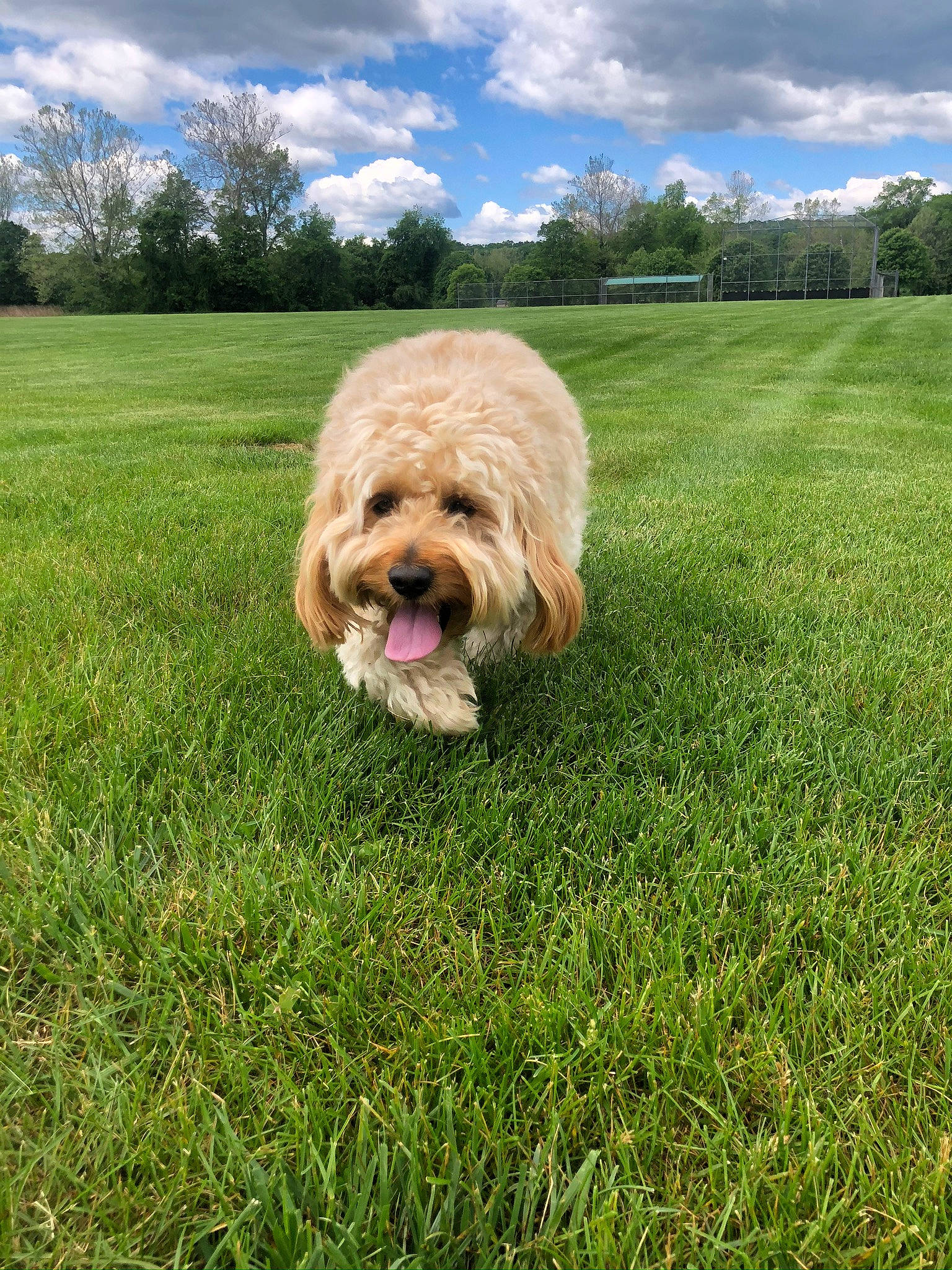 Bella is registered to the contest to win money with this photo: canidae, carnivore, companion_dog, dog, dog_breed, field, fur, grass, grass_family, grassland, mammal, meadow, pasture, plain, prairie, sporting_group, terrier, tongue, toy_dog, water_dog