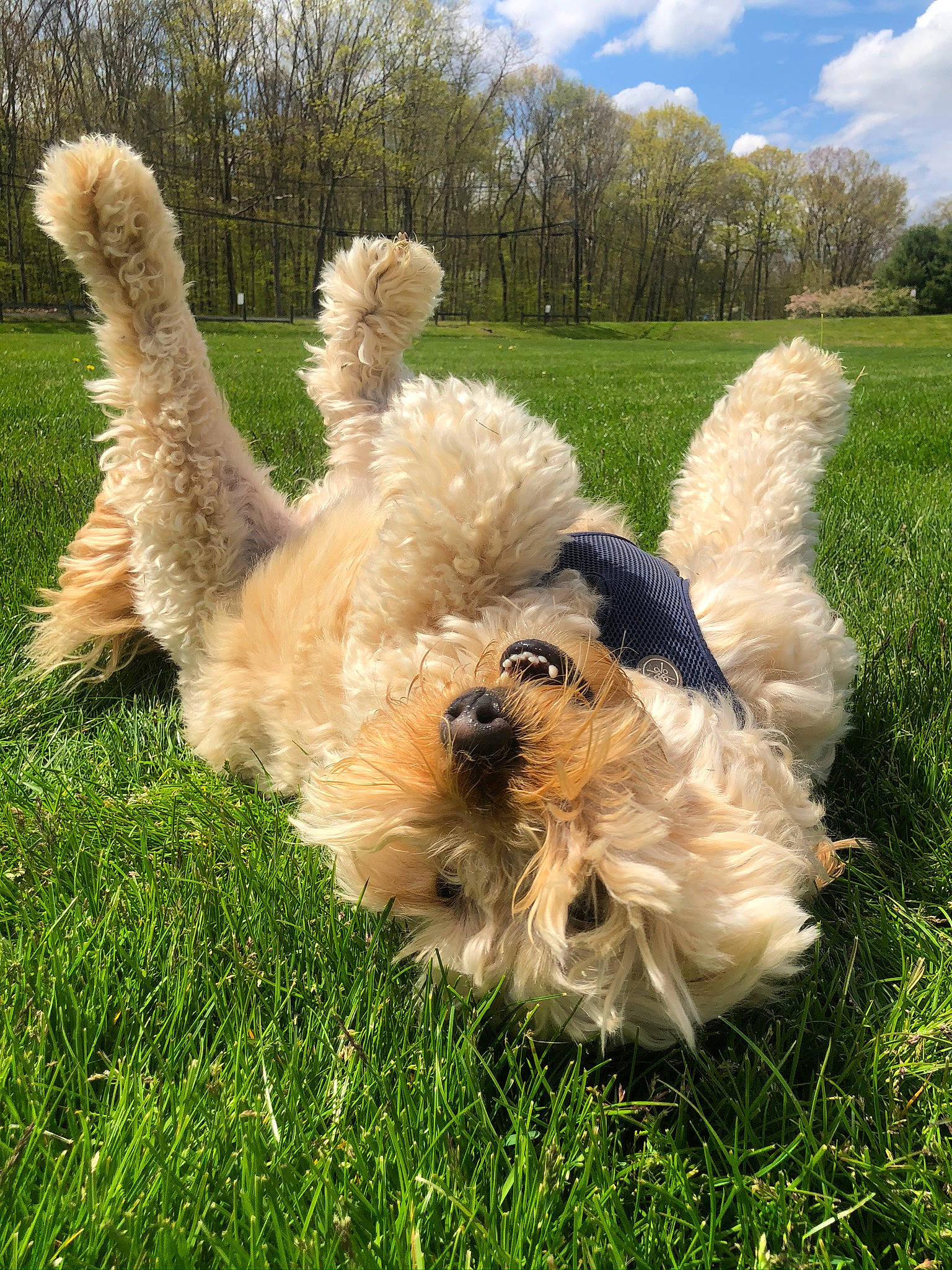 Bella joined the competition — help win amazing prizes! canidae, carnivore, companion_dog, dog, dog_breed, fur, grass, grass_family, grassland, lawn, mammal, meadow, pasture, prairie, small_terrier, sporting_group, sunlight, terrier, toy_dog, working_animal