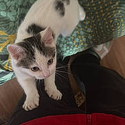 Ava a rejoint le concours — aidez-le/la à gagner de superbes lots ! kitten, cat, pet, animal, climbing, legs, person, black_pants, red_jacket, blanket, pattern, green, wooden_floor, indoor, whiskers, curious, closeup, fur, paw, domestic